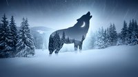 Wolf silhouette howling in snowy winter forest with star trails and mountains. Double exposure effect blends wildlife with pine trees landscape.
