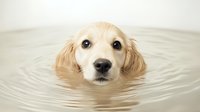 Golden Retriever puppy swimming in calm water with adorable expression, creating ripples while only head visible above surface, showing innocent eyes and wet fur.