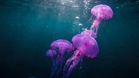 Pink jellyfish floating gracefully in deep blue ocean water with sunlight rays creating magical underwater atmosphere for marine biology education.