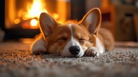Adorable corgi dog resting peacefully on carpet near warm fireplace creating cozy home atmosphere for pet care and comfort lifestyle content.