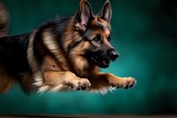 German Shepherd dog in mid-jump against teal background, displaying athletic movement and alert expression, suitable for pet training, obedience, and animal behavior content.