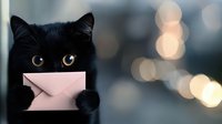 Black cat holding pink envelope in mouth against blurred bokeh background, creating whimsical delivery concept for greeting cards or special announcements.
