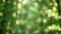 Natural green bokeh background with soft blurred lights and foliage creating dreamy outdoor atmosphere for spring summer designs and nature presentations.