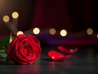 Red rose with water droplets on dark surface with romantic bokeh lights and red high heel shoe in background for Valentine's Day celebration.