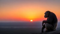 Chimpanzee silhouette sitting contemplatively on rock ledge during golden sunset with warm orange and pink sky colors creating peaceful wildlife scene.