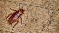 Brown cockroach insect on weathered wooden surface with natural grain texture and scratches for pest control educational materials.
