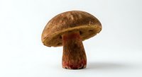 Fresh brown cap mushroom with red stem isolated on white background for culinary cooking ingredient design projects and food photography concepts.