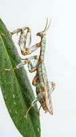 Praying mantis insect on green leaf with water droplets isolated on white background for nature and wildlife educational content.