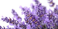 Fresh purple lavender flowers in full bloom with soft focus background for aromatherapy spa wellness and natural herbal medicine applications.