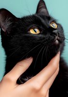 Close-up portrait of black cat with bright yellow eyes looking up while being gently held by human hands against turquoise background. For pet care and animal love concepts.