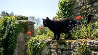 Black cat standing on old stone wall covered with ivy and red flowers in garden setting, suitable for pet, nature and outdoor lifestyle content.