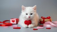Adorable white fluffy kitten with heterochromia eyes surrounded by Valentine's Day decorations, red hearts, gift boxes and ribbons for holiday greeting cards.
