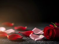 Red rose with scattered petals on dark surface creating romantic atmosphere for Valentine's Day, anniversary celebrations and love concepts.