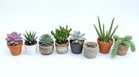 Collection of small potted succulents and cacti in various decorative containers arranged in row on white background for home decor and gardening projects.