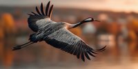 Sandhill crane in flight with wings spread against blurred autumn landscape background. Majestic bird soaring through golden hour light for wildlife photography.