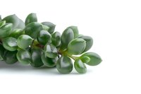 Fresh green jade plant leaves isolated on white background, succulent Crassula ovata close-up macro photography showing glossy oval foliage structure.