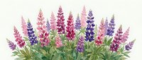 Colorful lupine flowers with pink, purple, and magenta blooms arranged in a lush garden display with green foliage, isolated on white background for design projects.