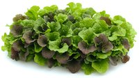 Fresh green and purple leaf lettuce bunch on white background, organic salad leaves isolated for healthy food design and restaurant menu layouts.