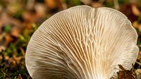 Close-up of oyster mushroom gills showing detailed ribbed texture and natural patterns in forest setting with autumn leaves and moss background.