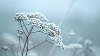 Delicate white wildflowers on thin stems against soft blue background, creating dreamy natural macro photography with shallow depth of field and gentle bokeh effect.
