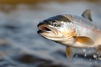 Large salmon fish jumping out of water with open mouth showing detailed scales and fins in natural aquatic environment for fishing and wildlife content.