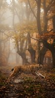 Wild lynx walking through misty autumn forest with golden foliage and atmospheric lighting creating moody woodland scene for wildlife photography.