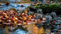 Autumn leaves scattered along rocky stream bank with moss-covered stones and flowing water creating peaceful natural scene for seasonal outdoor designs.
