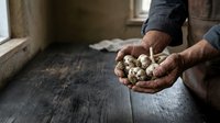 Worker holding handful of potatoes in rustic farm setting, suitable for agricultural, food production, and harvest-related projects.