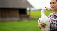 Young woman with South Asian appearance holding white domestic duck on rural farm with green pasture and barn in background, suitable for agriculture, farming, and animal husbandry content.