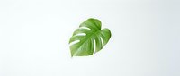 Single green monstera deliciosa leaf with natural splits isolated on white background for tropical botanical design projects and nature concepts.