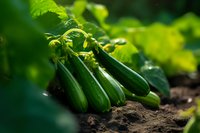 Fresh green cucumbers growing on vine in organic garden, close-up view showing ripe vegetables against dark soil and lush foliage in natural sunlight.