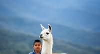 White llama standing next to young boy with mountain landscape background, suitable for wildlife, animal portraits, and family lifestyle content.