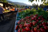 Fresh red radishes with green leaves at outdoor farmers market stall with mountain backdrop and warm sunlight creating authentic farm-to-table atmosphere.