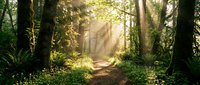 Sunlit forest path winding through tall trees with golden light rays filtering through canopy, lush green vegetation on sides, peaceful woodland scene for nature and travel projects.