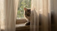 Tabby cat sitting on windowsill behind sheer curtains, looking out at garden. Warm natural light filters through fabric. Peaceful indoor pet scene for home decor and lifestyle content.