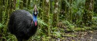 Large flightless cassowary bird with distinctive blue neck and casque walking through lush tropical rainforest environment with moss-covered trees and ferns.