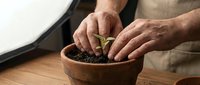 Adult male with light skin tone planting seedling in terracotta pot with soil, wearing casual clothing. Hands-on gardening activity for home cultivation, botany education, or sustainable living projects.