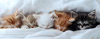 Five adorable sleepy kittens of different colors - ginger, grey, white and black - lying in row on white bedding, napping together in sweet harmony.