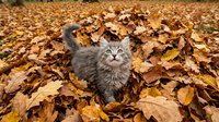 Gray fluffy cat sitting among fallen autumn leaves outdoors, perfect for seasonal, pet, and nature-themed designs and marketing materials.