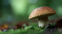 Fresh wild mushroom growing in forest moss with soft green bokeh background, perfect for culinary, nature, or foraging content.