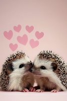 Two adorable hedgehogs touching noses with pink hearts floating above on soft pink background, creating romantic Valentine's day mood for greeting cards.