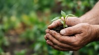 Farmer hands holding young seedling with soil, representing growth, sustainability, and environmental care for agriculture and gardening projects.