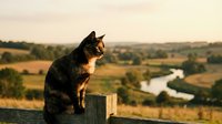 Tabby cat sitting on wooden fence post overlooking rural countryside landscape with river and fields during golden hour sunset light creating peaceful scenic view.