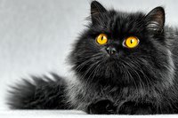 Fluffy black Persian cat with bright yellow eyes lying on white background. Long-haired feline portrait with soft fur texture for pet care and animal themes.
