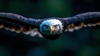 Majestic bald eagle in flight with wings spread wide against dark background, close-up view focusing on intense eyes and sharp beak during dramatic moment.