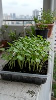 Young seedlings growing in containers on urban balcony with city skyline view, ideal for gardening, sustainability, and urban farming concepts.