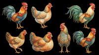 Rooster and hen isolated on transparent background, ready for t-shirt design, clipart, stickers, print-on-demand products and sublimation projects.