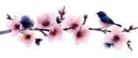 Delicate pink cherry blossoms branch with navy blue bird perched among blooming flowers, watercolor style artwork on white background, isolated design element.