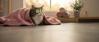 Adorable tabby cat with white markings wrapped in soft pink blanket on warm wooden floor in cozy home interior with natural sunlight streaming through window.
