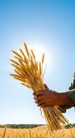 Farmer holding bundle of golden wheat stalks against clear blue sky in harvested grain field, showcasing agricultural success and crop yield.